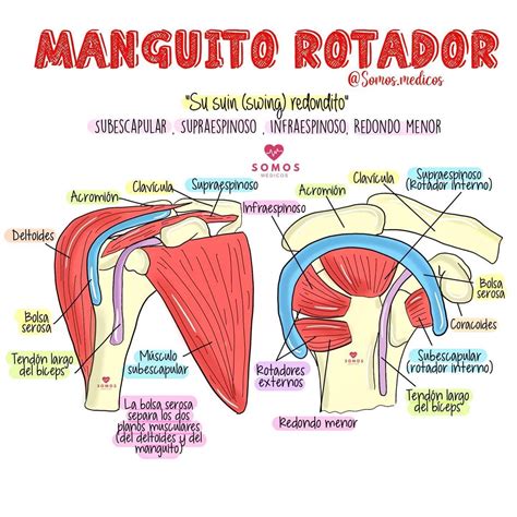 Manguito rotador | Anatomía médica, Anatomia y fisiologia humana, Anatomia humana musculos