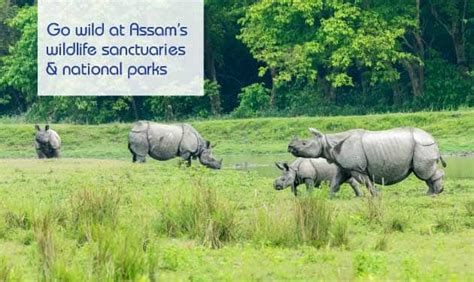 Wildlife in Assam - 8 Wildlife Sanctuaries & National Parks in Assam