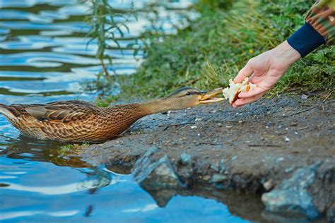 What Do Tree Ducks Eat at Timothy Mears blog