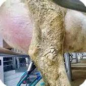 Cow and Buffalo Diseases - Goel Vet Pharma