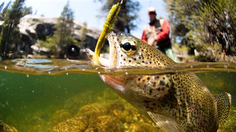 Lake Merced SF | The Fishing Advice | Your Complete Fishing Guide