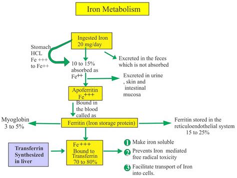 Total iron-binding capacity definition, function, causes of high or low ...
