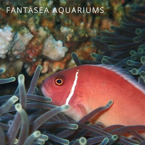 Pink Skunk Clownfish Care & Info | A Rosy Reef Dweller - Maryland ...