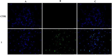 A Nitrocarbazole as a New Microtubule-Targeting Agent in Breast Cancer ...