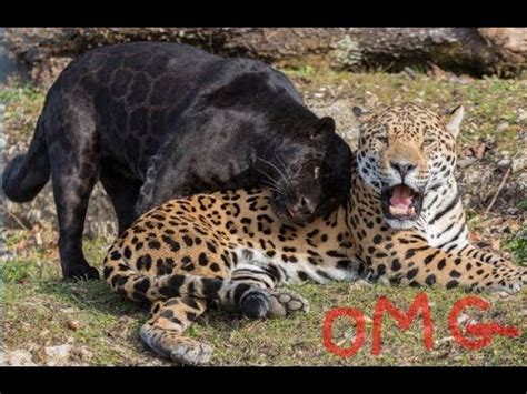 Image result for Jaguar vs Python