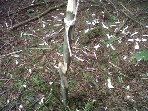 Image result for Spring Snare