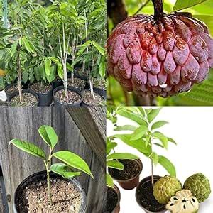 Sitafal Sapling For Home Garden, Live Sitafal Grafted Custard Apple ...