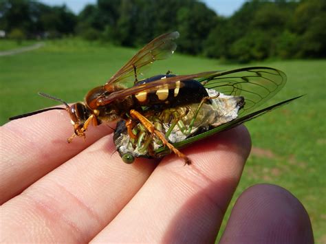 Cicada Killer Wasps – Cicada Mania