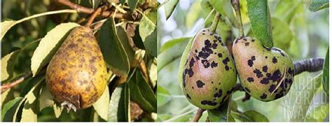 Pear Diseases | Vikaspedia - Agriculture