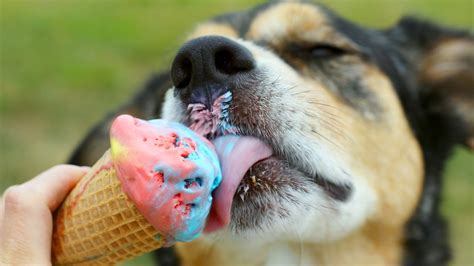 Fact check: McDonald's ice cream does not contain xylitol