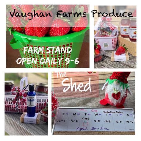 Strawberry Picking Season in Pungo : r/VirginiaBeach