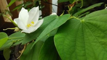 Cloud Farm Bauhinia Acuminata Plant Price in India - Buy Cloud Farm ...