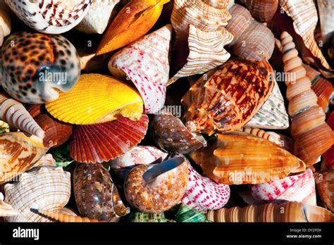 Image result for How to Remove Fossilized White From Conch Shells