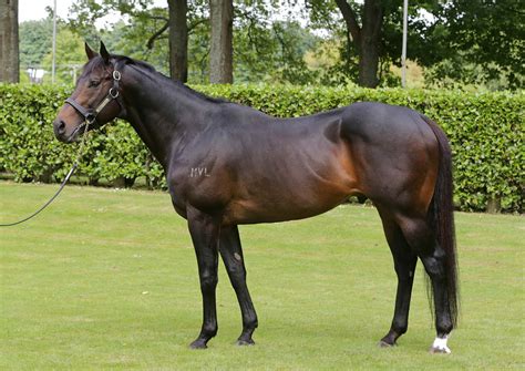 Rich Hill sets fees for Group One line-up