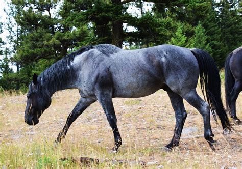 Images Of Blue Roan Horses at Mildred Fulcher blog