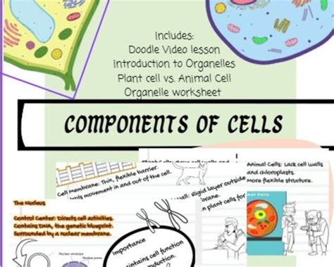 Cell Components 的图像结果
