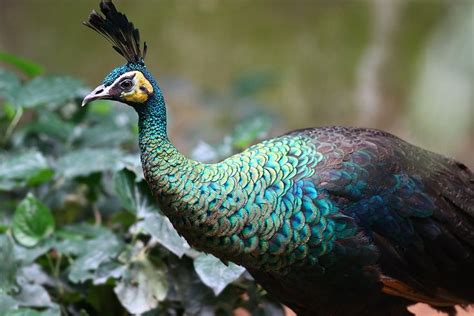 Green Peafowl: A Stunning Bird from Indonesia