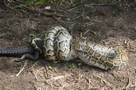 Image result for Burmese Python Eat Chicken