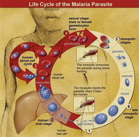 File:Life Cycle of the Malaria Parasite.jpg - Wikimedia Commons