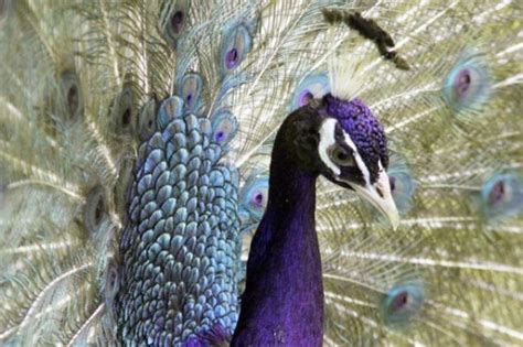 Nutztiere Kleinanzeigen | Nutztiere Annoncen | Nutztiere Inserate ...