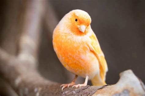 104 Things That Are Orange in Nature (Photos)