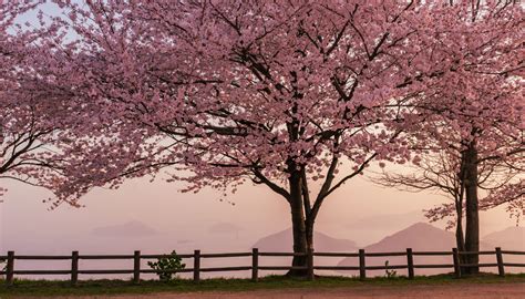 Spring Annotations Tutorial 的图像结果