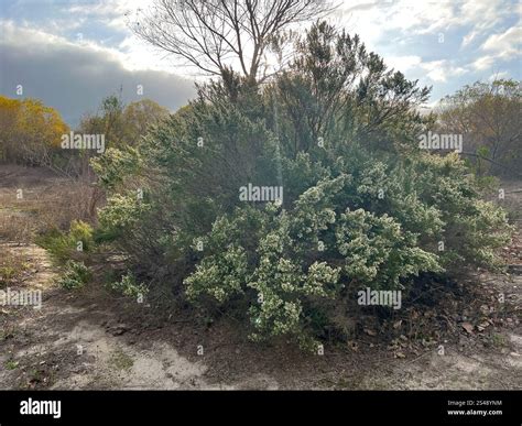 coyote brush (Baccharis pilularis Stock Photo - Alamy