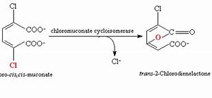 Image result for chlorodienelactone