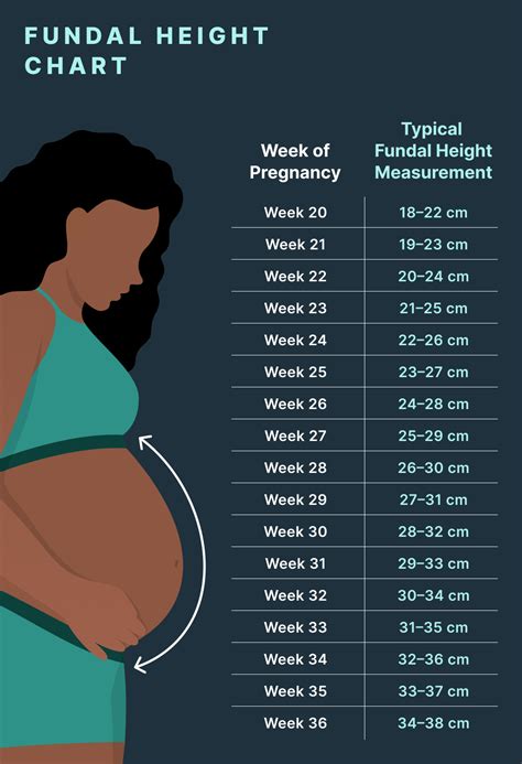 Fundal Height Measurement Guide | Fundal Height by Week - Dario Connect