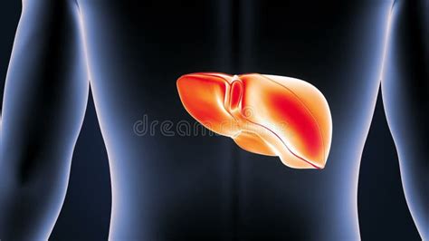 Location of Human Liver stock video. Video of organ - 108106269