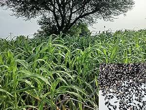 EasySeeds™ Super Napier Grass Seeds,Elephant Grass Seeds 1kg (Pack of ...