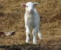 lamb in Tagalog - English-Tagalog Dictionary | Glosbe