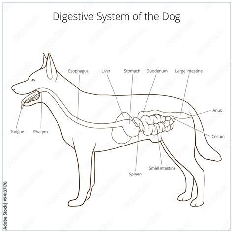 The Steps of a Dogs Digestive System 的图像结果