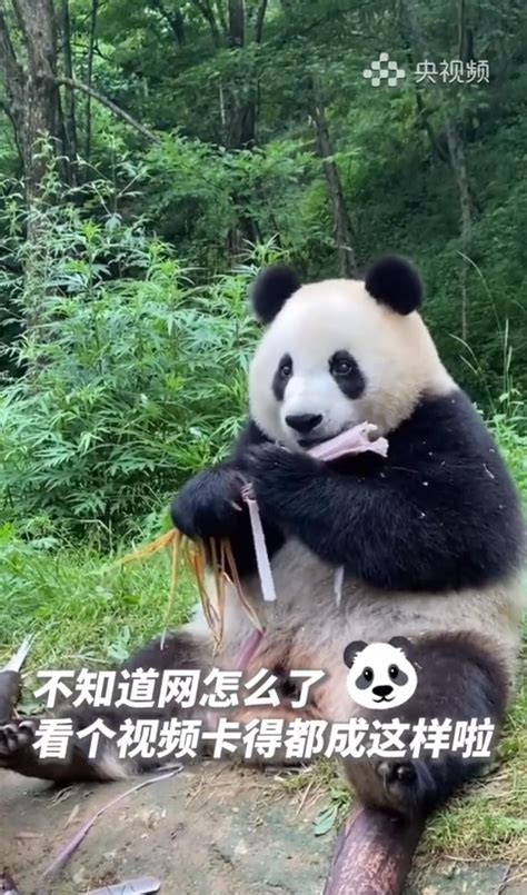 大熊猫“蔓越煤”不慎被胡萝卜卡住喉咙，饲养员发现后赶紧用海姆立克法施救，很快胡萝卜块成功掉出_凤凰网视频_凤凰网