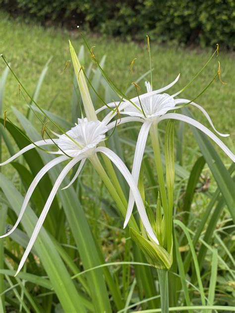 White Spider Lilies