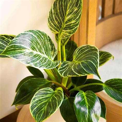 Philodendron Birkin Plant - Buy at Lalit Enterprise