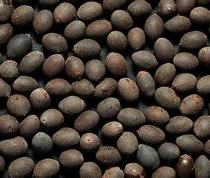 dorvik collections Kamal Gatta Seed Price in India - Buy dorvik ...