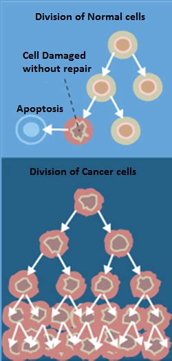 How Does Cancer Develop 的图像结果