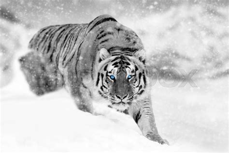 Close beautiful wild siberian tiger on snow | Stock image | Colourbox