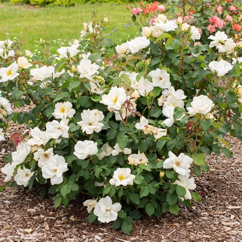 White Knock Out® | Roses' Name