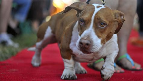 Upset at World's Ugliest Dog contest