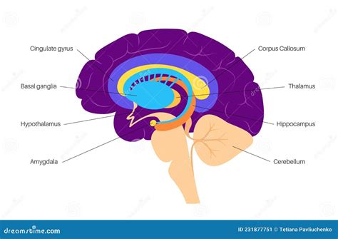 Cingulate cortex Anatomy 的图像结果
