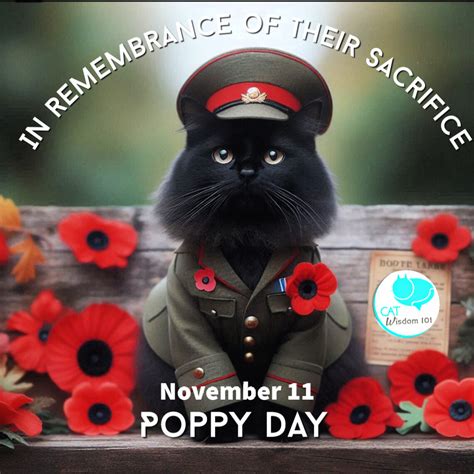 Remembrance/Veteran’s Day Military Cats | Cat Wisdom 101