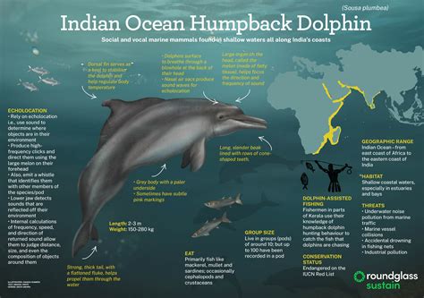 Indian Ocean Humpback Dolphin: Facts, Habitat, Threats | Roundglass | Sustain
