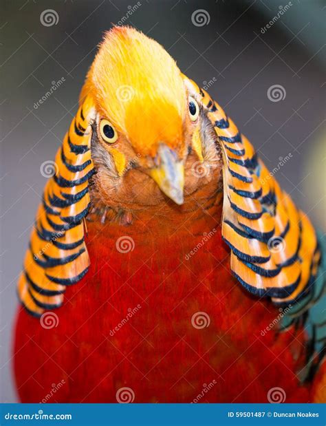 Beautiful Male Golden Pheasant Bird Stock Image - Image of avian ...