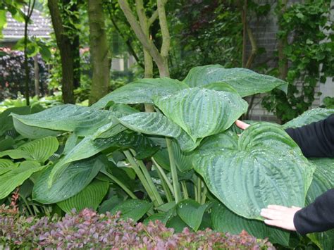 Funkie 'Empress Wu' - Hosta x cultorum 'Empress Wu' - Baumschule Horstmann