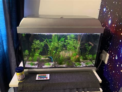 Image result for Java Moss Carpet