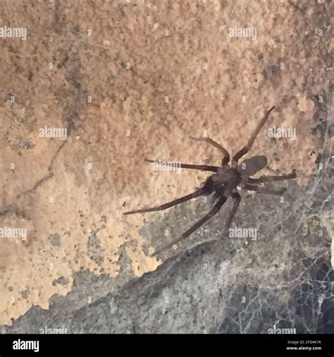 Southern House Spider (Kukulcania hibernalis Stock Photo - Alamy