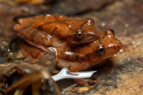 Image result for Spring Peeper Sound
