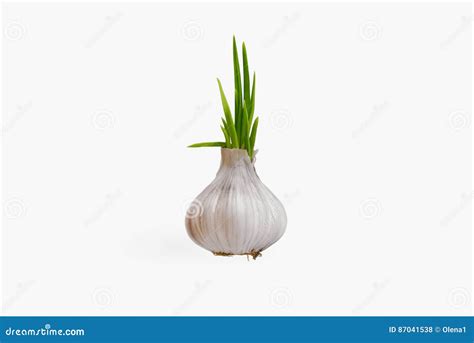 Image result for Sprouting Garlic
